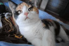 娱乐吃瓜酱三花猫的魅力,娱乐吃瓜酱的喵星人风采  第1张 娱乐吃瓜酱三花猫的魅力,娱乐吃瓜酱的喵星人风采  第1张