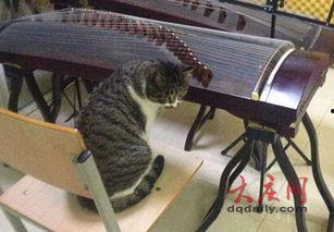 小猫老弟爆料视频,幕后真相大曝光!