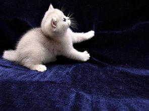 小猫老弟爆料视频,幕后真相大曝光!  第2张 小猫老弟爆料视频,幕后真相大曝光!  第2张