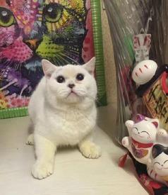 小猫老弟爆料视频,幕后真相大曝光!  第3张 小猫老弟爆料视频,幕后真相大曝光!  第3张