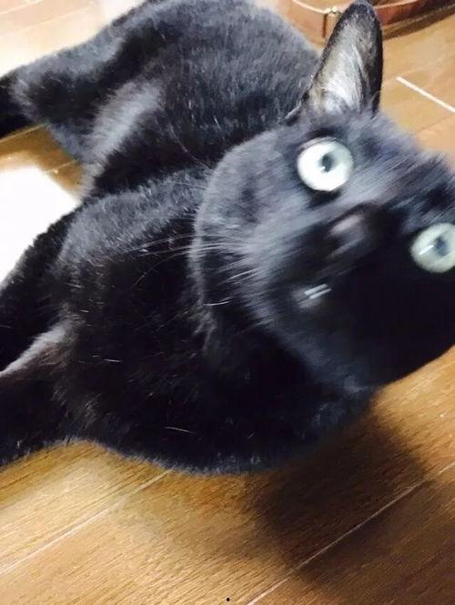 爆料猫咪丑照视频下载,这是哪位喵星人如此“自信”?