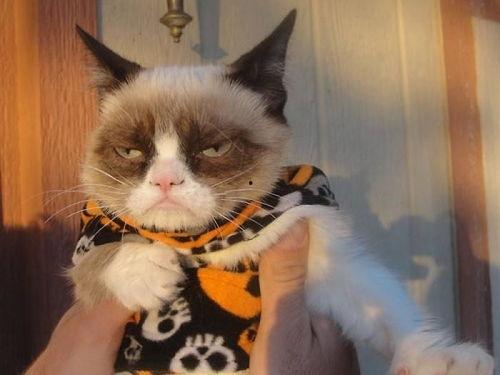 爆料猫咪丑照视频下载,这是哪位喵星人如此“自信”?  第3张 爆料猫咪丑照视频下载,这是哪位喵星人如此“自信”?  第3张