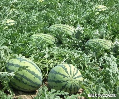 康县网红怎么吃瓜,康县网红教你如何品尝地道瓜果美味  第2张 康县网红怎么吃瓜,康县网红教你如何品尝地道瓜果美味  第2张